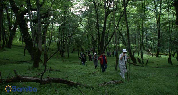 نقش و اهمیت جنگل ها